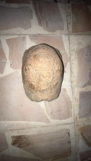 سلحفاة بسعر 7
