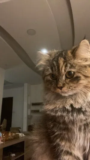 قطة انثى للبيع او للتبني الموقع جرش