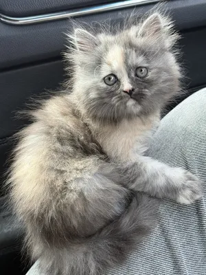 Persian1