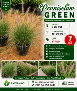Pennisetum Green