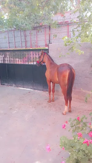 مهره عمرها سنه ونص