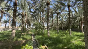 Farm Land for Sale in Al Sharqiya Bidiya