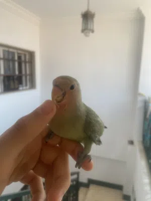 عصفور بركاديلو مروض