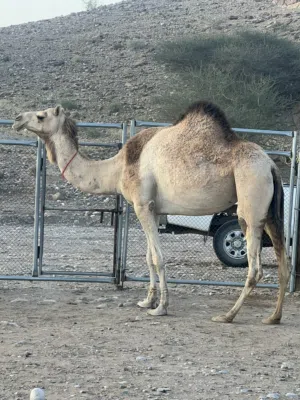 للبيع ناقه مدني