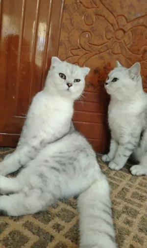 قط سكوتش فولد وانثي سكوتش ستريت