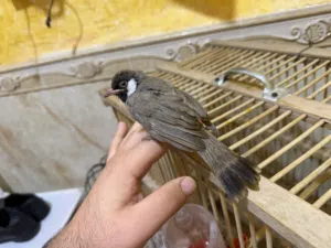بلبل أليف عمر شهر ونص مخلف جاي يصبغ راسه مال ابو الخصيب اقره الوصف