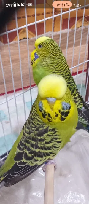 طيور حب إنكليزي سبانجل