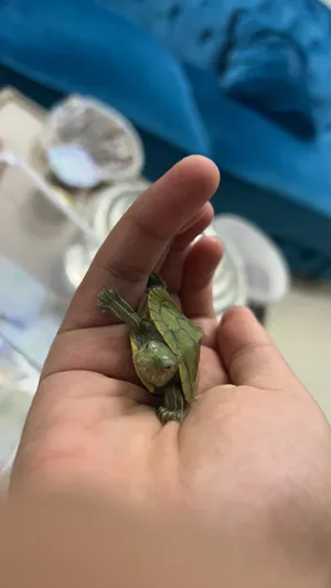 Turtles4