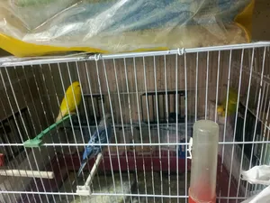 ‏طيور‏0