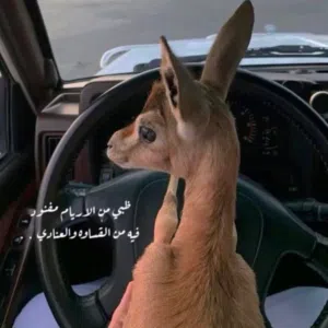أحمد 