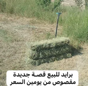 تتوفر لدينا برايد بكميات انتاج جديد