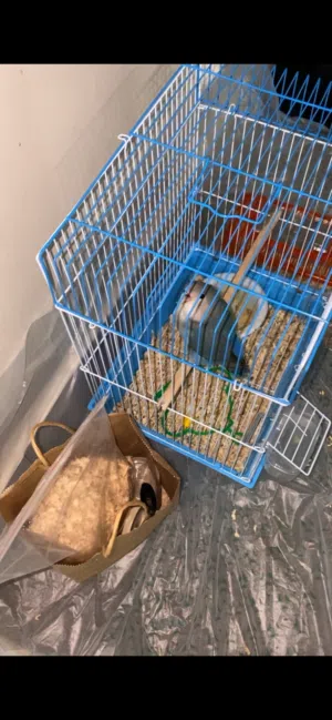 عصفور بيت مع جميع اغراضه للبيع