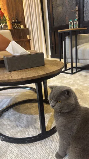 للبيع قط سكوتش فولد جميل جدًا