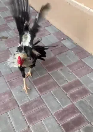ديج ميوالي حار للبيع للتواصل