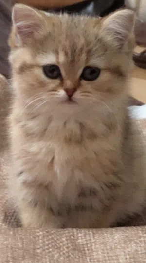 سكوتش ستريت  جولدن Ny25