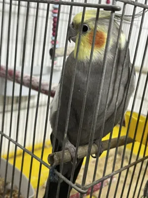 ببغاء كوكتيل للبيع