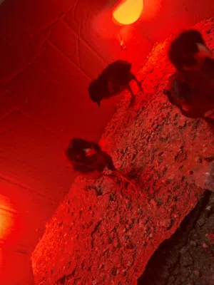 فروخ باكستاني فايتر مكس