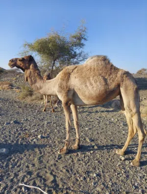 ناقه قليصه للبيع