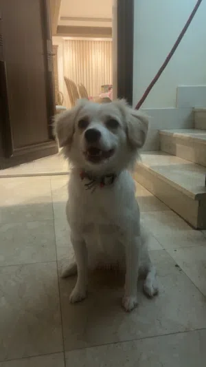 golden retriever / border collie