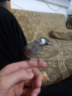 بلبل نثيه