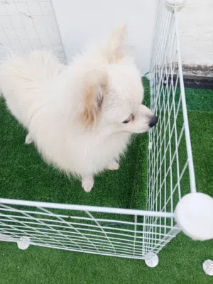 بومرينيان ،ذكر  عمر سنة