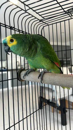 ببغاء للبيع نوعه (Blue-fronted Amazon )
