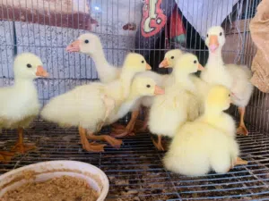 بطوط كوبرا حلوات نشطات العدد 6 سعر الوحده 10 الاف مكاني بصره شط ألعرب الكباسي