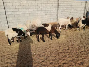 حوليات اولهم ميلاد وعشار على ضناهم باذن الله