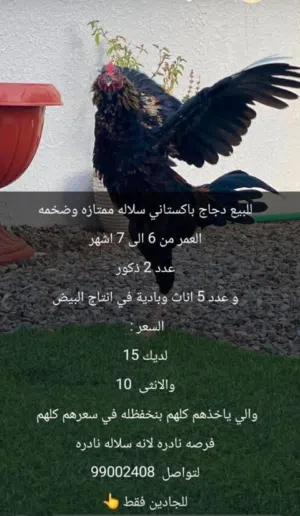0لدجاج باكستاني سلاله ممتازه وضخمه فرصه نادره لانه السلاله نادره