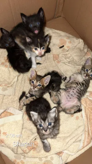 20قطه لتبني اعمار مختلفه