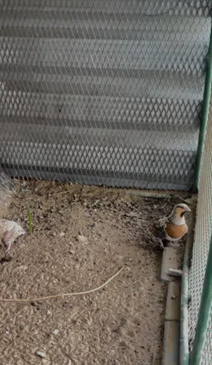 للبيع ذكر قطا عراقي نعاق