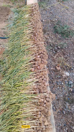 ثوم للبيع  مال الجبل الاخضر