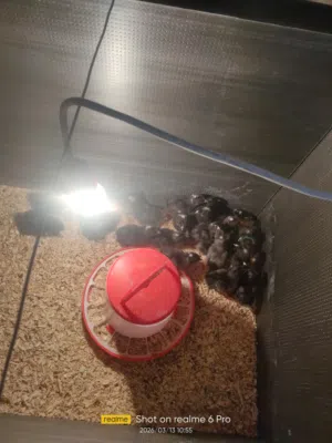 صوص بلايموث روك ويوجد بيض بليموث روك و وينذوت سلفر الطبق 45