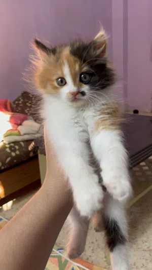 قطة منزلية شيرازي جميلة