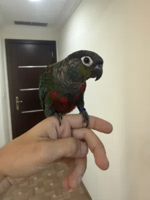 كنيور كريمسون للبيع conure