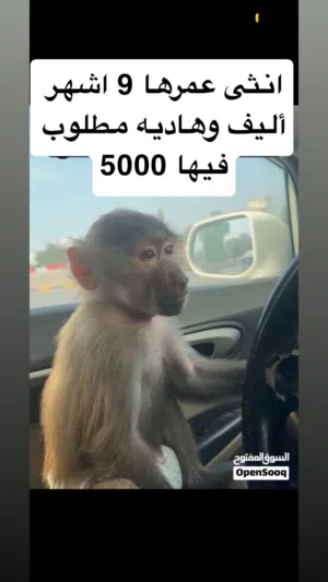 قرده انثى عمرها 9 اشهر