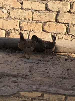 2دججات البيع