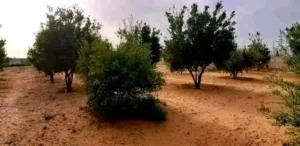 هكتار للبيع ف بير التركي بالقرب من مشتل المزوغي ومسجد الزوبيك