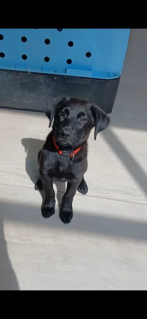 German shepherd black jack 2 months old female
