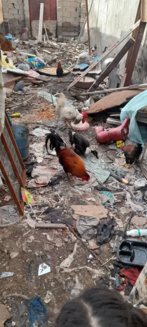 دجاج للبيع