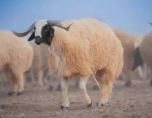 كل سنه وانتم بالف خير خروف العيد مع معلم حسام