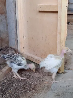 افراخ دجاج ابو رگيبه اصليات عمر شهر عدد 5 وياهن عربي زغير بنفس العمر يصيرن عددهن 6 سعرهن 25 وعندي د
