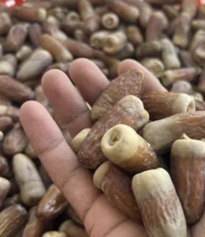 سح نغال بولويف نفيعة للحيون نغال طعام للحيوان زرع