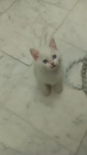 للبيع قطط kitten