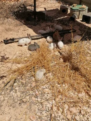 ارانب بلدية