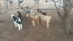 للبيع التواصل واتساب