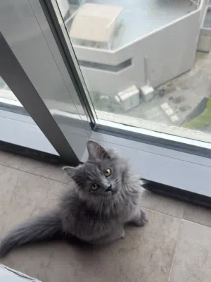 Persian mix breed grey kitten 5months