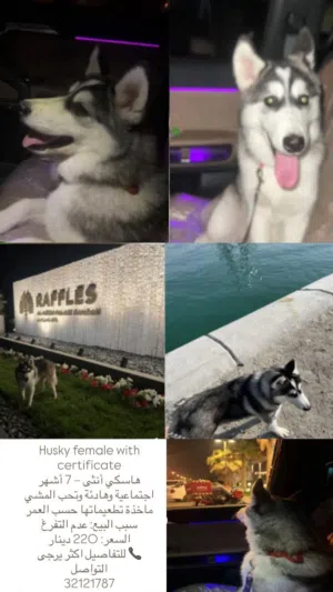 Husky dog / هاسكي