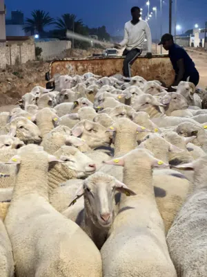 مطلوب خروف صربي نفس الصورة