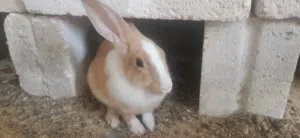 ارانب بلدي صغير وكبير